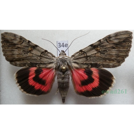 Catocala electa (Vieweg, 1790) Wstęgówka karminówka Poland34e